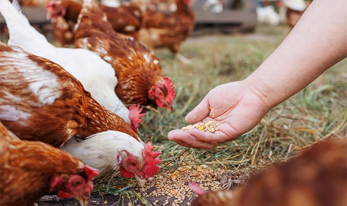 Kalmbach Feeds launches egg-laying season celebrations for 2025