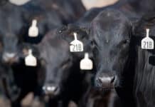 Kansas State, Elanco form strategic alliance to improve animal health