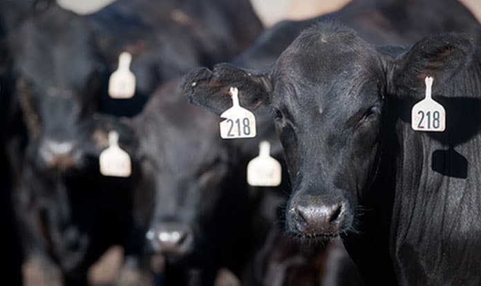 Kansas State, Elanco form strategic alliance to improve animal health