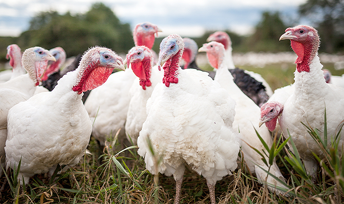 Kemin achieves FDA approval for chromium propionate