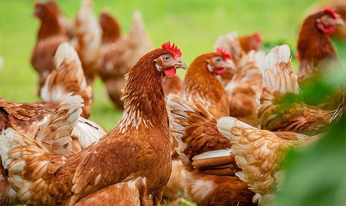 Kemin and Ilender launch Avian Influenza vaccine in Peru