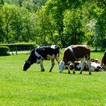 Kemin exhibits its animal nutrition and health solutions at EuroTier 2024