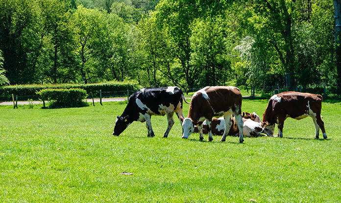 Kemin exhibits its animal nutrition and health solutions at EuroTier 2024