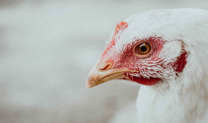 Kemin expands global enzyme production capabilities