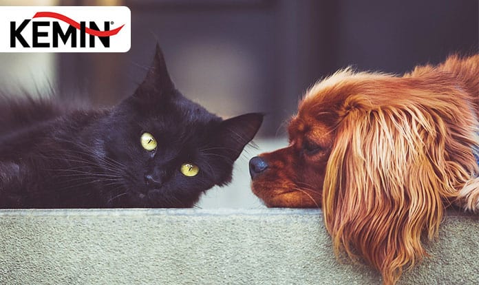 Kemin launches functional fiber for pet food