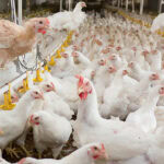 Kemin launches new probiotic solution