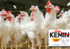 Kemin presents latest findings on poultry gut health and nutrient digestibility