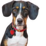 Kemin to explore upcycled groceries for pet food ingredients