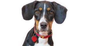 Kemin to explore upcycled groceries for pet food ingredients