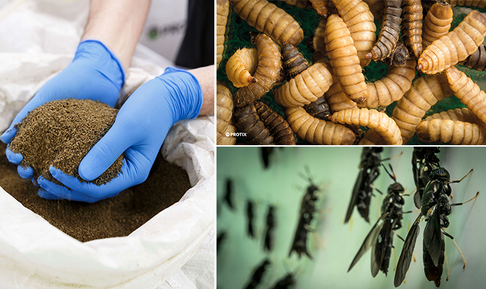 Key players in the aqua sector launch a new feed for shrimp production