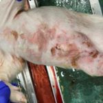 Korean scientists explore impact of PRRSV on swine immunity
