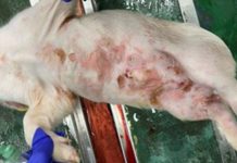 Korean scientists explore impact of PRRSV on swine immunity