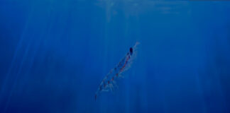New study: Krill improves survival of seabream larvae