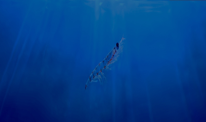 New study: Krill improves survival of seabream larvae