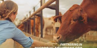 Lallemand Animal Nutrition: Microbial solutions to optimize ruminant performance