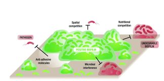 Lallemand and Micalis Institute launch joint lab to improve animal welfare