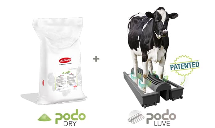 Lallemand introduces PODO CONCEPT for ruminants