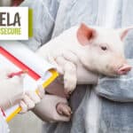 Lallemand launches YELA PROSECURE