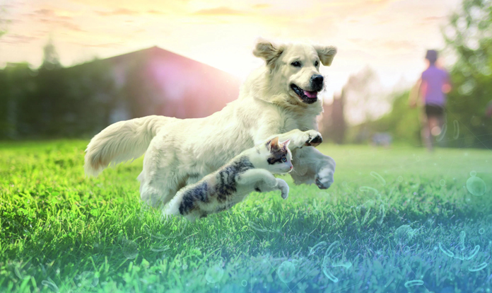 Lallemand launches its new platform of innovative microbial solutions tailored for pets