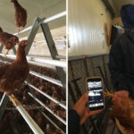 Lallemand meets with worldwide experts in poultry nutrition