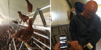 Lallemand meets with worldwide experts in poultry nutrition