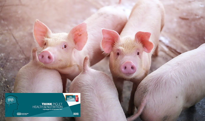 Lallemand's experts offer deep diving into liquid feed hygiene