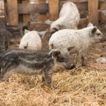 Layn Natural Ingredients showcases new feed ingredient at EuroTier 2024