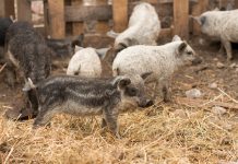 Layn Natural Ingredients showcases new feed ingredient at EuroTier 2024