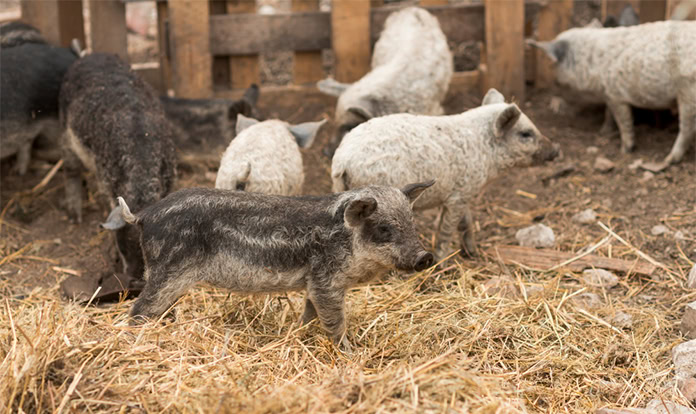 Layn Natural Ingredients showcases new feed ingredient at EuroTier 2024