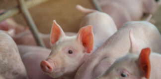 Layn Natural launches TruGro PW for post-weaning piglets