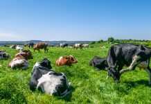 Layn expands production capabilities with new facility