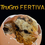 Layn to introduce new fertility solution for breeders at IPPE