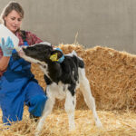 LifeStart Calf Symposium to highlight discovery transforming calf nutrition