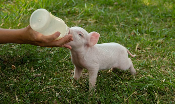 Limagrain introduces Uniflour 35501