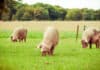 Live yeast helps pigs cope with heat stress