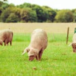 Live yeast helps pigs cope with heat stress