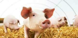 New paper: Live yeast improves pigs’ resistance to heat stress