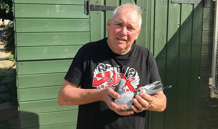 Lost racing pigeon Bob to be reunited with owner after 4000 mile detour