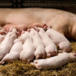 Low Carbon Agriculture Consortium highlights solutions for hyperprolific sows