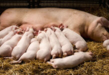 Low Carbon Agriculture Consortium highlights solutions for hyperprolific sows