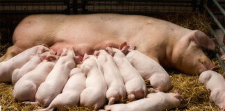 Low Carbon Agriculture Consortium highlights solutions for hyperprolific sows