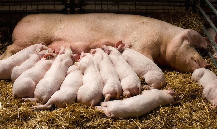 Low Carbon Agriculture Consortium highlights solutions for hyperprolific sows