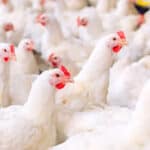 METEX NOOVISTAGO offers nutritional strategies to improve sustainability