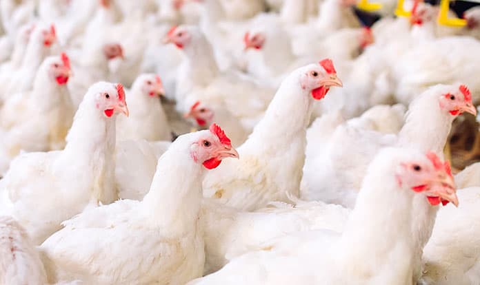 METEX NOOVISTAGO offers nutritional strategies to improve sustainability 