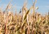 Maize Forum 2025 to give tips for UK industry