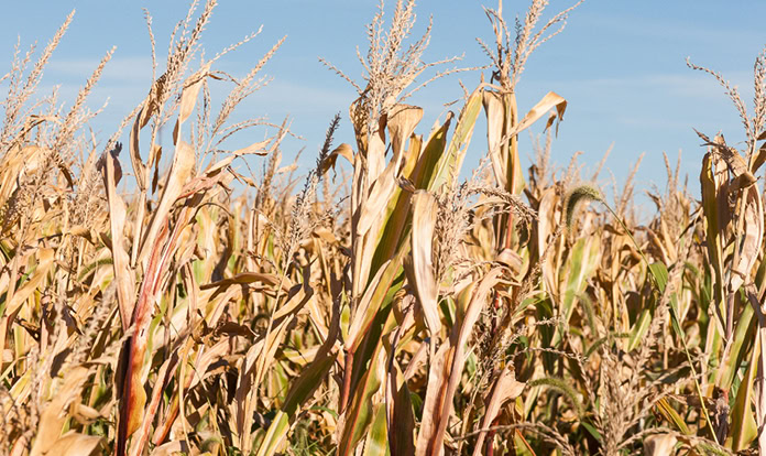 Maize Forum 2025 to give tips for UK industry