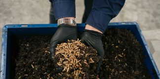 Management of food waste with black soldier flies expands in Australia