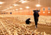 Managing heat stress in poultry: The role of oxidative stress and gut health