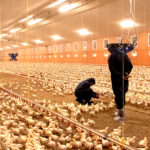 Managing heat stress in poultry: The role of oxidative stress and gut health