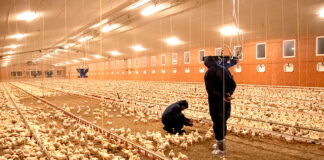 Managing heat stress in poultry: The role of oxidative stress and gut health